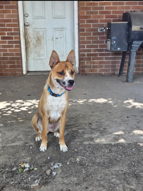MESA MIKEY - Australian Cattle Dog/Blue Heeler / German Shepherd Dog available for adoption
