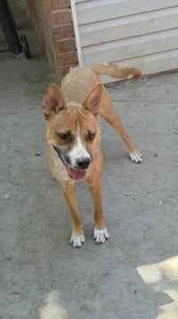 Mesa Mikey - Photo 1