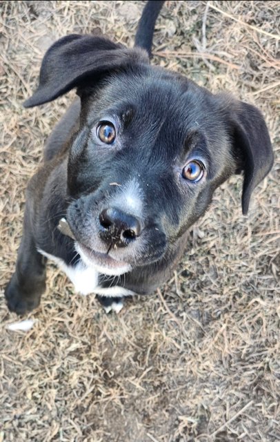 SIR KNIGHTLY - Labrador Retriever / Australian Cattle Dog/Blue Heeler available for adoption