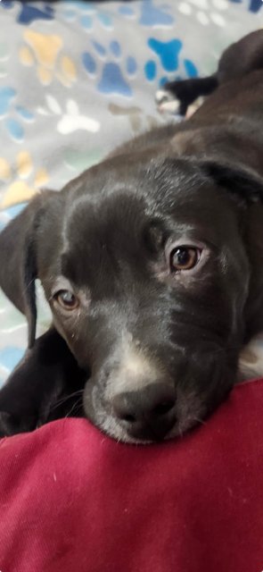 SIR KNIGHTLY - Labrador Retriever / Australian Cattle Dog/Blue Heeler available for adoption