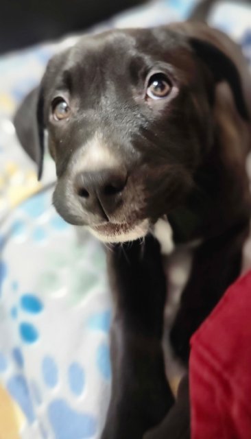 Sir Knightly - Photo 3