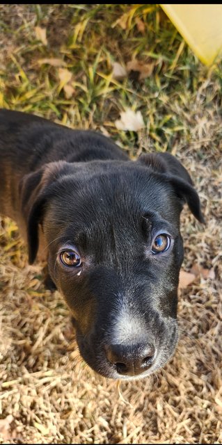 Sir Knightly - Photo 4