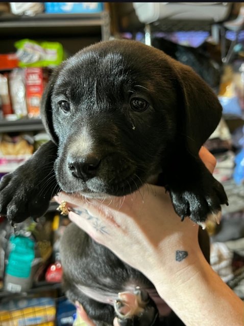 Sir Knightly - Photo 5