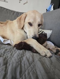 Harper - Photo 3