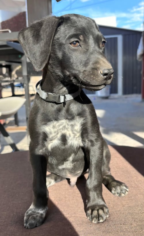 APOLLO - Flat-coated Retriever available for adoption