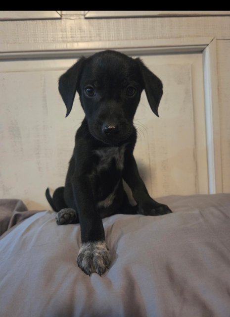 APOLLO - Flat-coated Retriever available for adoption