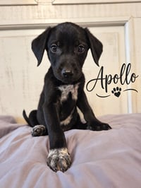 Apollo - Photo 2