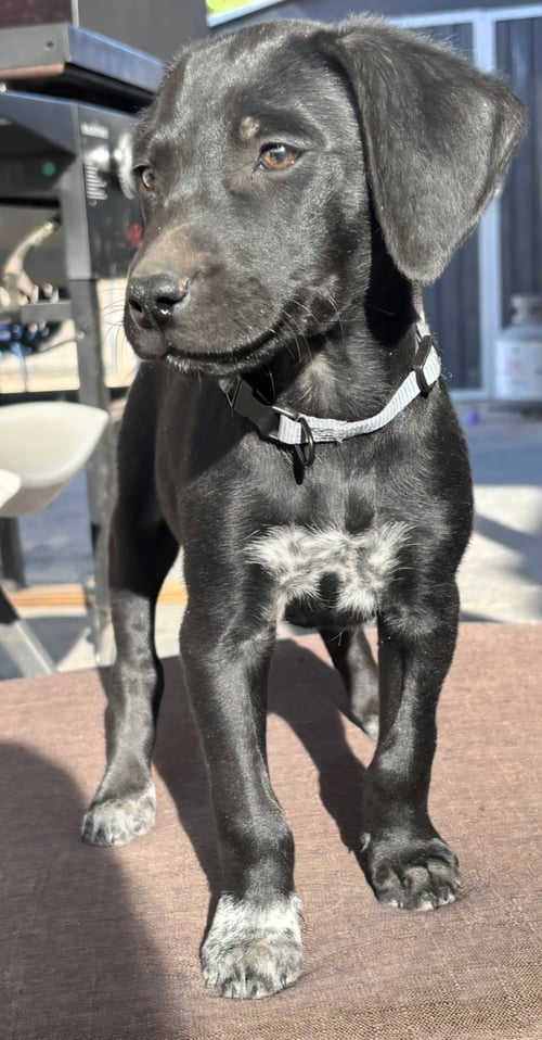 APOLLO - Flat-coated Retriever available for adoption