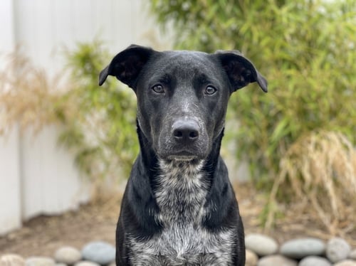BINDI - Australian Cattle Dog/Blue Heeler available for adoption