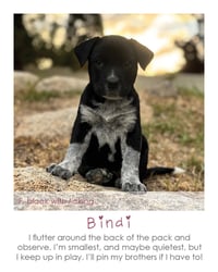 Bindi - Photo 3