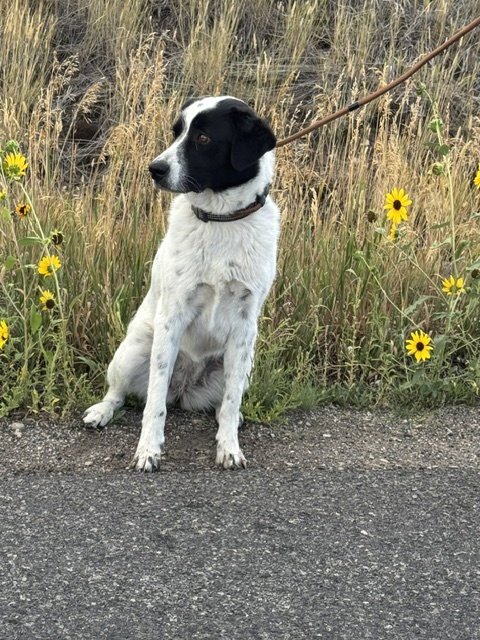 COOKIE - Border Collie / Australian Kelpie available for adoption