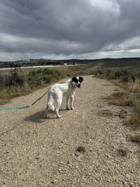 Cookie - Photo 3