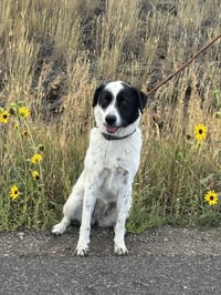 Cookie - Photo 4