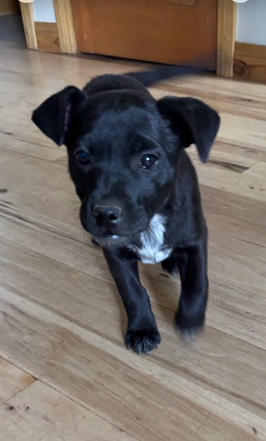 MAE - Boxer / Australian Cattle Dog/Blue Heeler available for adoption