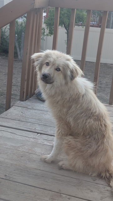 LOLA - Great Pyrenees / Pomeranian available for adoption