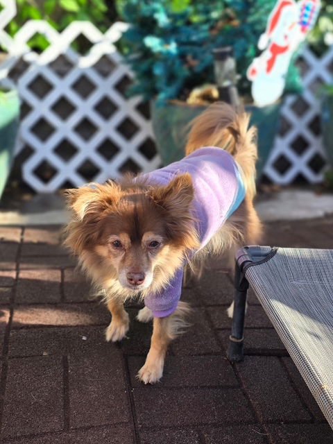 MOCHA - Chihuahua for adoption in Orem