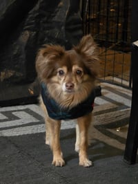 Mocha - Photo 2