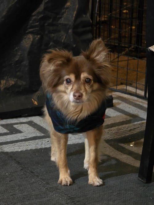 MOCHA - Chihuahua available for adoption