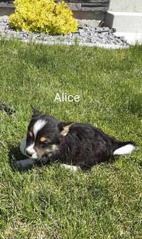 Alice - Photo 1