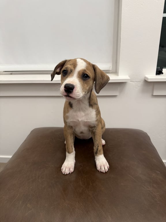 Willow puppy Image