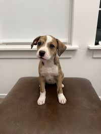 Willow puppy - Photo 1