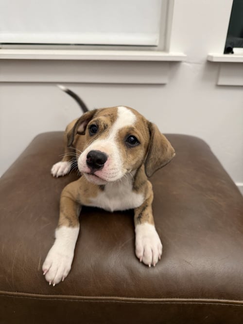 WILLOW PUPPY - Boxer / Labrador Retriever available for adoption