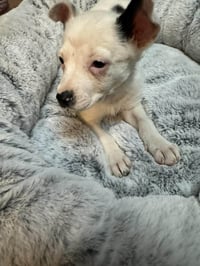 Penelope - Photo 4