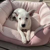 Penelope - Photo 3