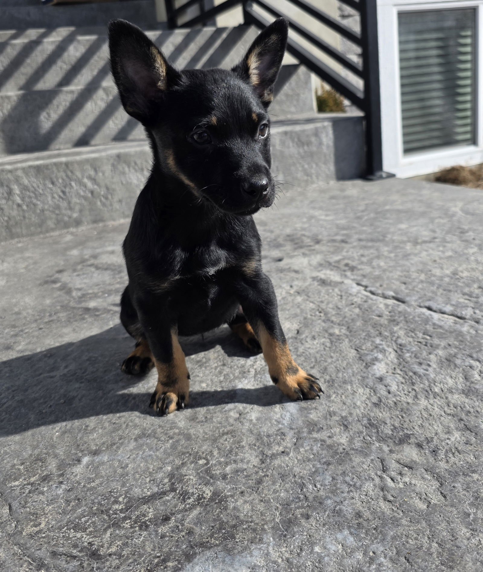 PEARL - Australian Kelpie / Australian Cattle Dog/Blue Heeler available for adoption