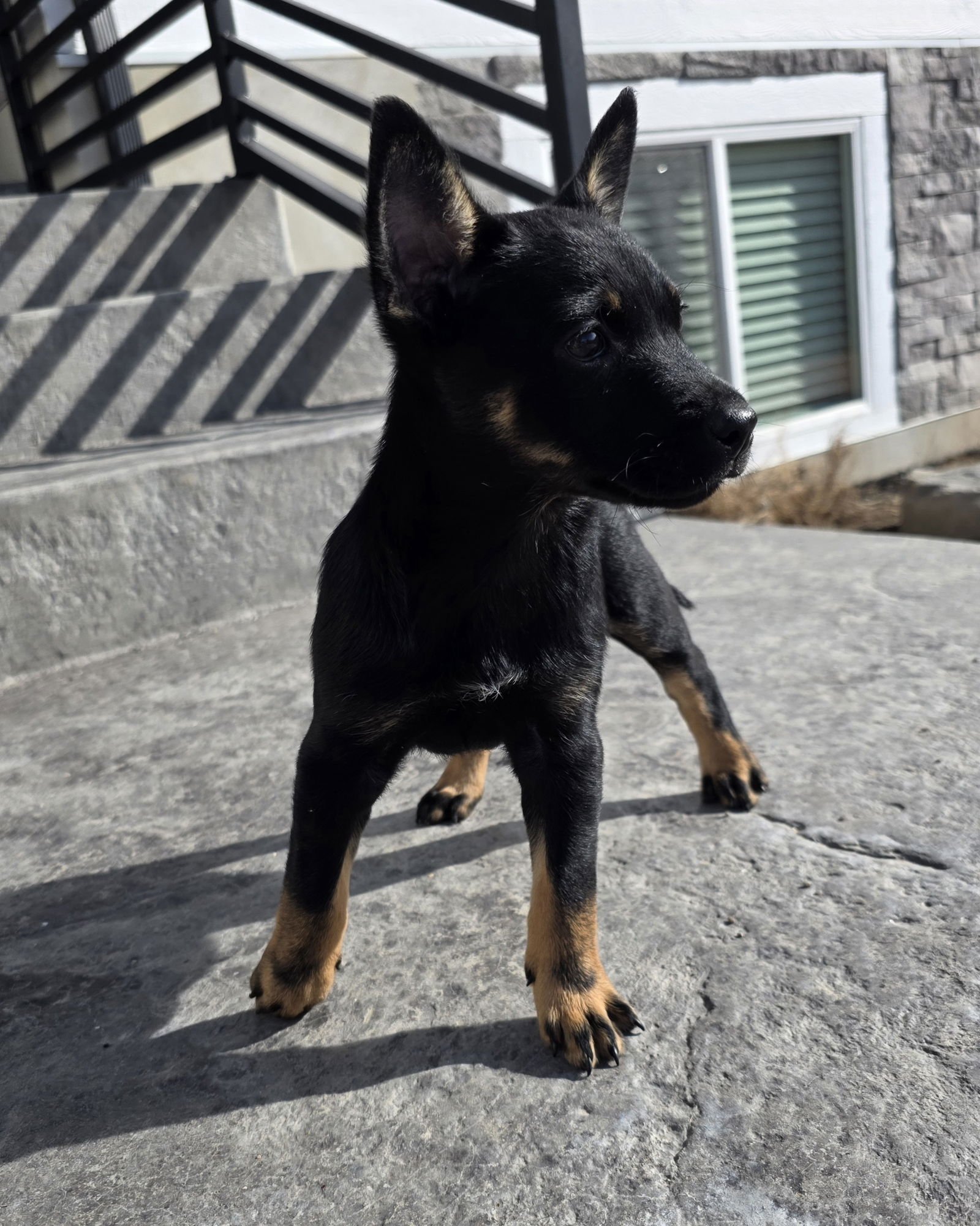 PEARL - Australian Kelpie / Australian Cattle Dog/Blue Heeler available for adoption