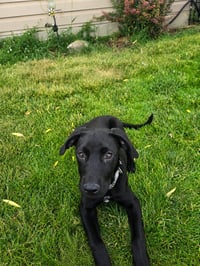 Bellatrix - Photo 3
