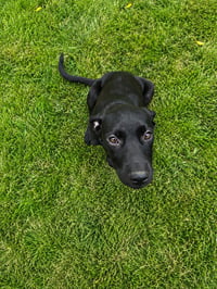 Bellatrix - Photo 6