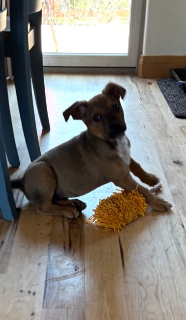TINY TEDDY - Boxer / Australian Cattle Dog/Blue Heeler available for adoption