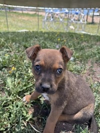 Tiny Teddy - Photo 4