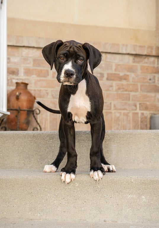 Maple T Pittie Image