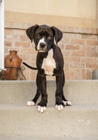 Maple T Pittie - Photo 1