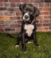 Maple T Pittie - Photo 2