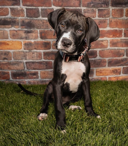 MAPLE T PITTIE - Pit Bull Terrier / Boxer available for adoption