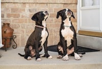 Maple T Pittie - Photo 3