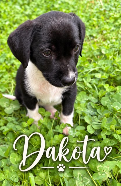 DAKOTA - Flat-coated Retriever available for adoption