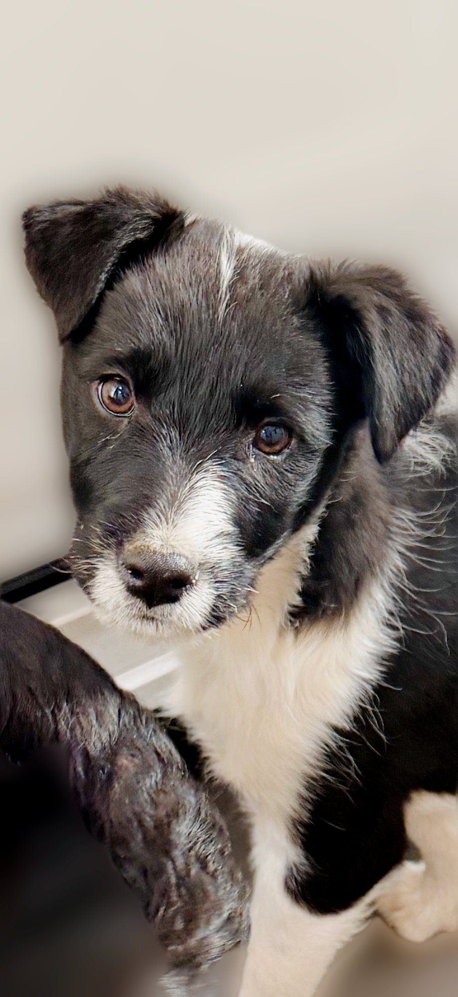 JOHNNY - Border Collie / Terrier available for adoption