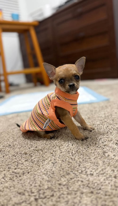 BILLY - Chihuahua available for adoption