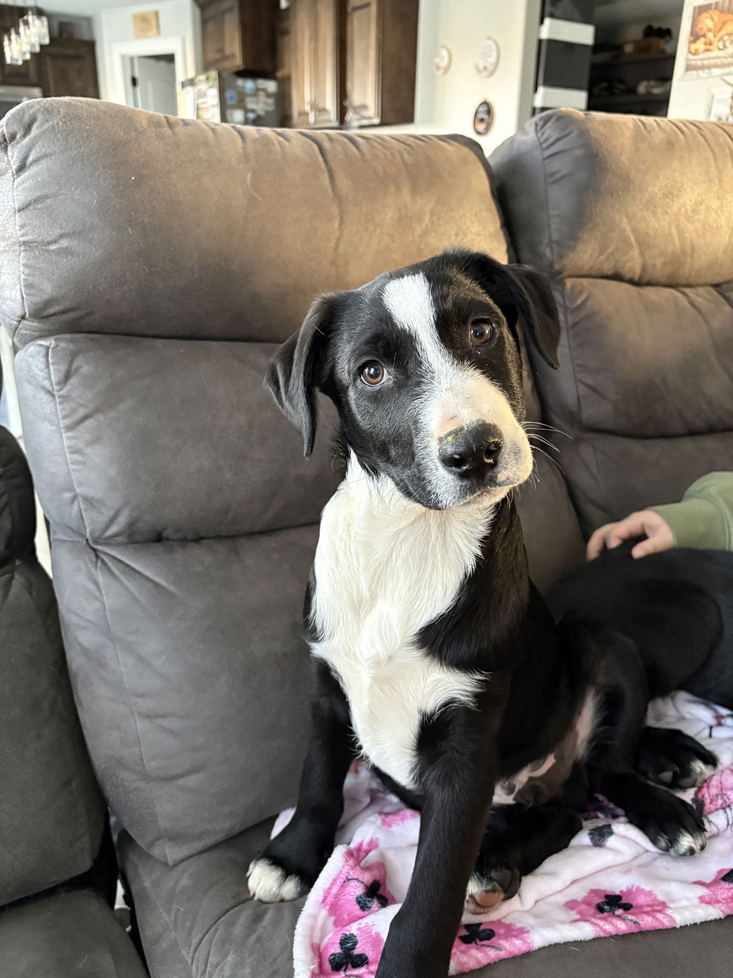 TATER - Border Collie / Terrier available for adoption