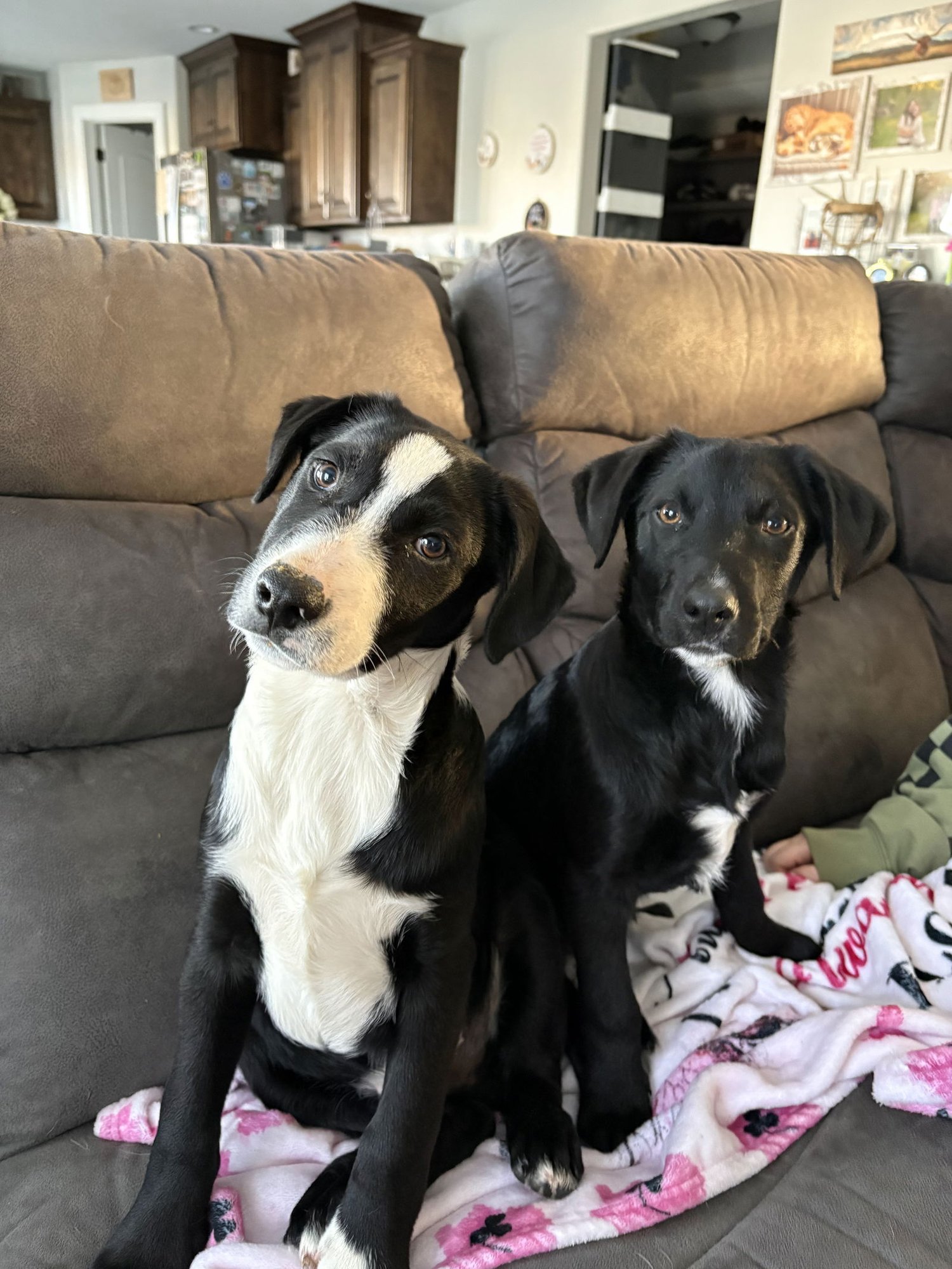 TATER - Border Collie / Terrier available for adoption