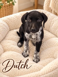 Dutch - Photo 1