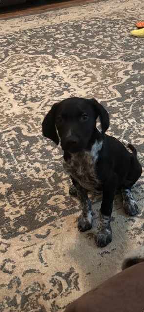 DUTCH - Flat-coated Retriever available for adoption