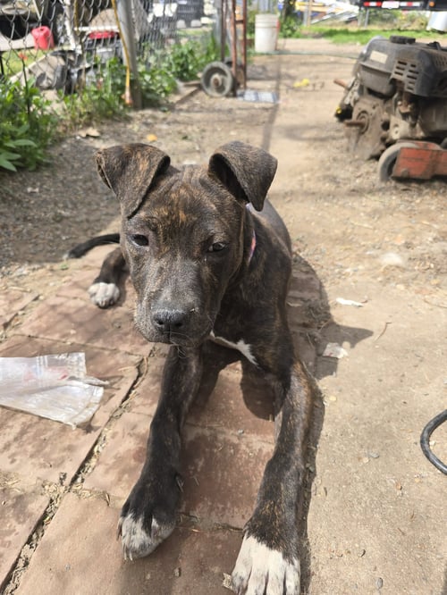 EZRA - Staffordshire Bull Terrier / Mastiff available for adoption