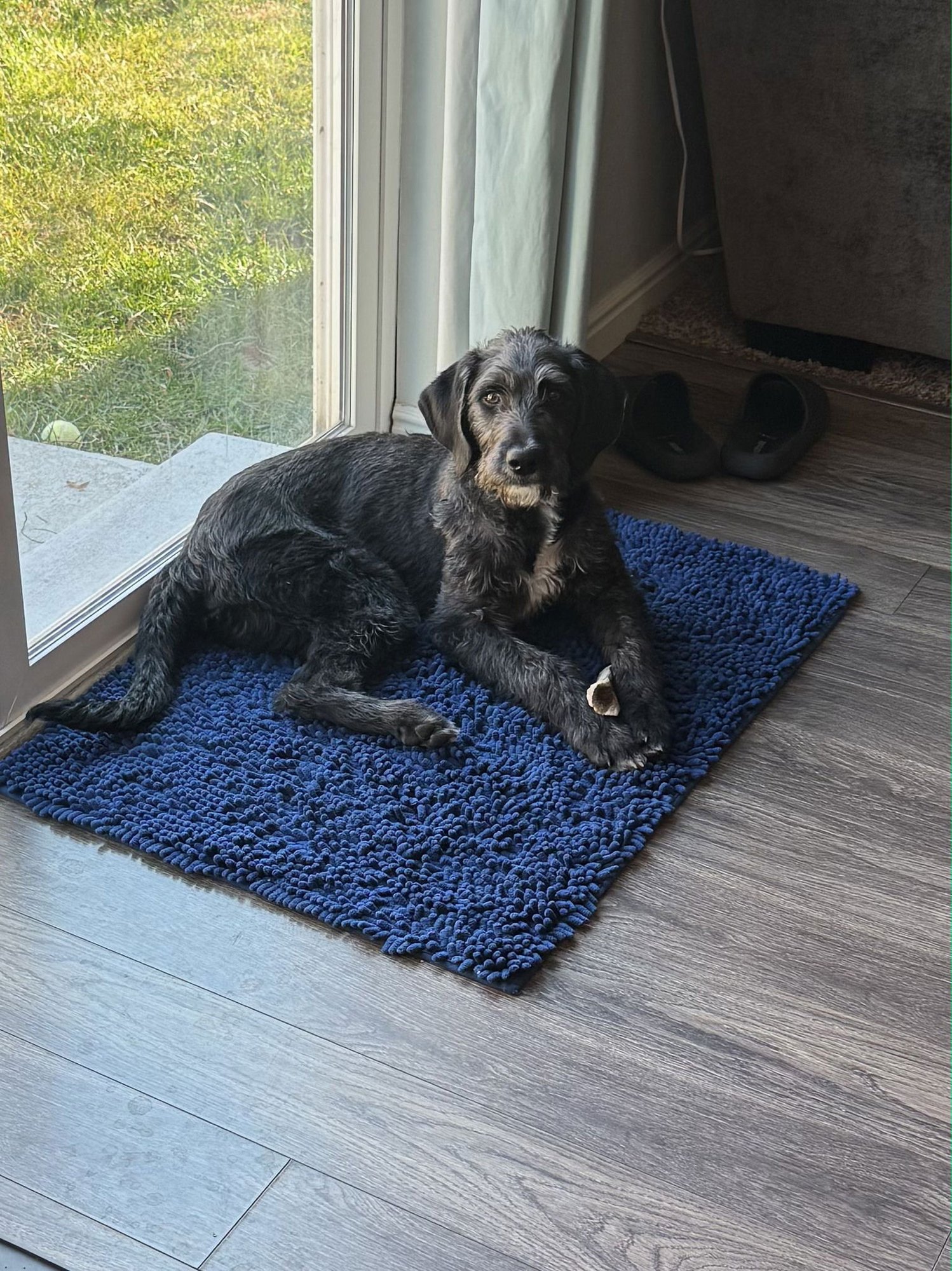 TONKA - German Wirehaired Pointer / Poodle (Standard) available for adoption