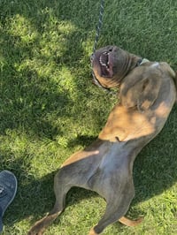 Porkchop - Photo 5