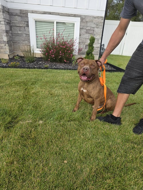 PORKCHOP - American Pit Bull Terrier available for adoption